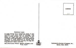 Common Loon - Large Diving Bird - Northern US and Canada