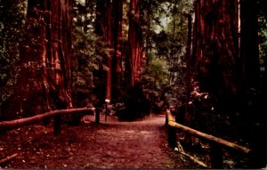 California Santa Cruz Pathway Through Big Trees Park