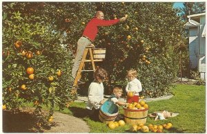 Florida Family Enjoys Their Own Backyard Orange Grove, 1972 Chrome Postcard