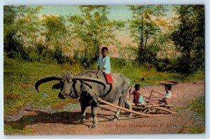 Philippines Postcard Carabao Rural Transportation c1910 Unposted Antique
