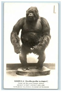 C.1910 RPPC Gorilla California Academy Of Sciences Real Photo Postcard F63