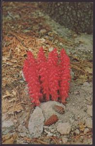 Snow Plant Postcard BIN