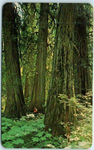 Postcard - Ross Creed Grove Of Huge Western Red Cedar - Montana