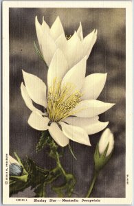 Blazing Star Mentzelia Decapetala in Roadsides of Uplands South Dakota Postcard