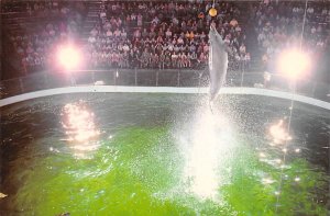 Bottlenose Dolphins Mystic Marinelife Aquarium Mystic CT 