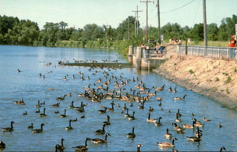 Pennsylvania Linesville Geese At Spillway Om Pymatuning Lake