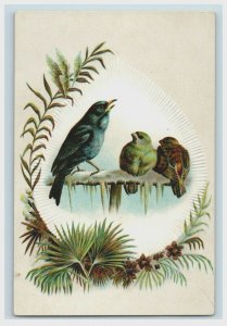 1880s Embossed Victorian Trade Card Beautiful Birds P224