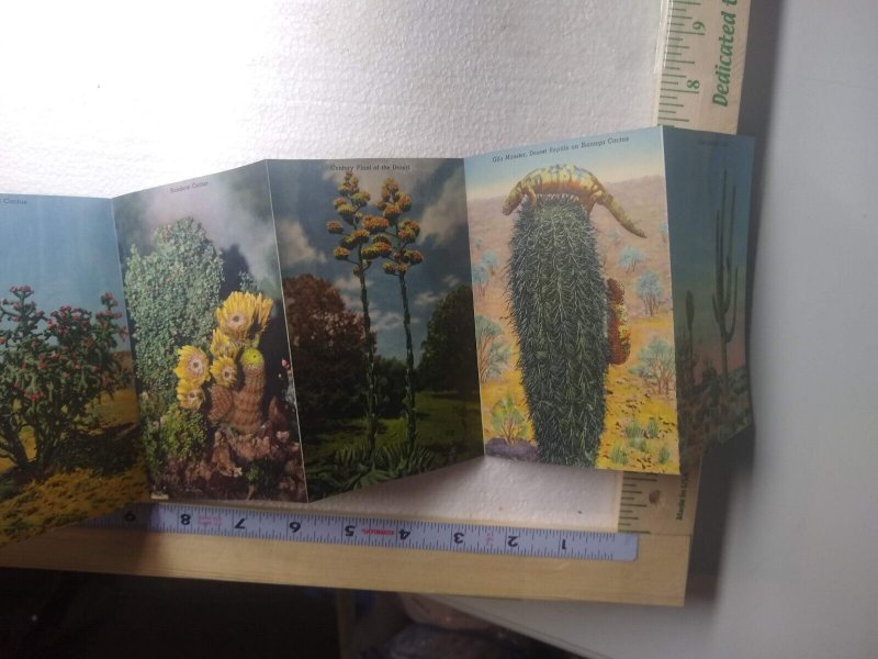 Postcard Album Many Varieties of Cacti of the Southwest 