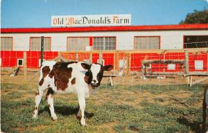 Hope New Jersey Old MacDonald's Farm Cows Vintage Postcard JE229750
