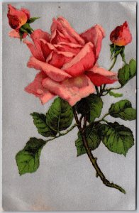 1908 Pink Rose Large Print With Leaves Greetings & Wishes Card Posted Postcard