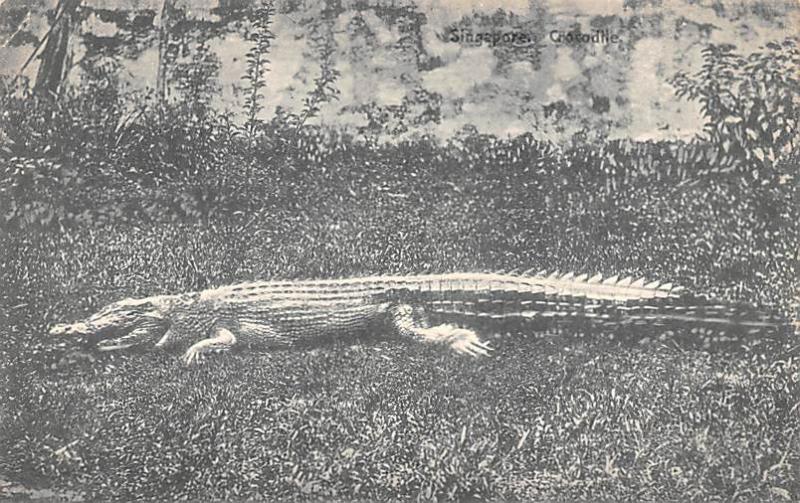 Singapore Old Vintage Antique Post Card Crocodile Unused