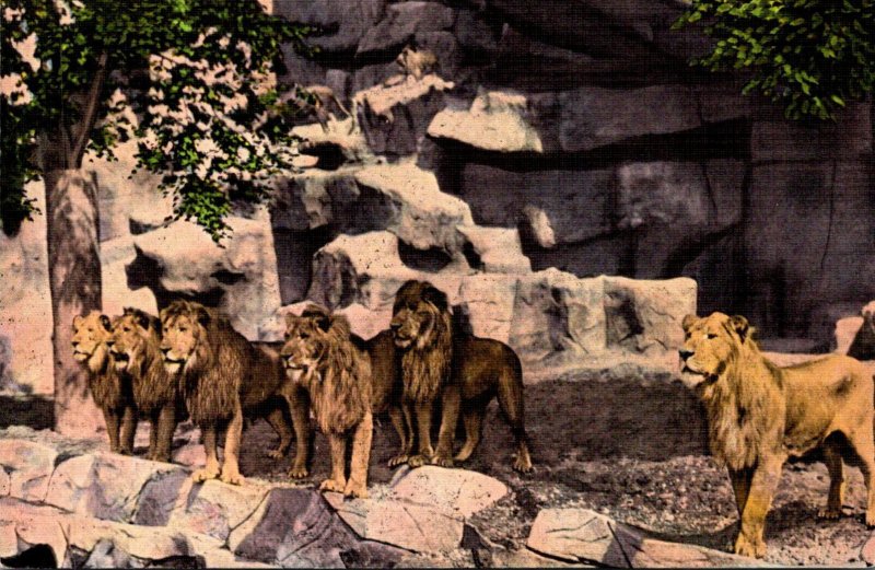 Lions The Lion Den Detroit Zoo Detroit Michigan