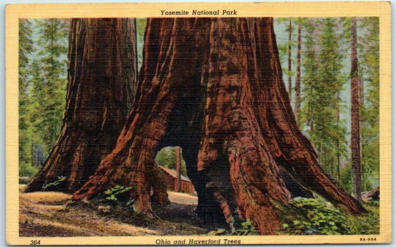 Postcard - Yosemite National Park, Ohio and Haverford Trees 