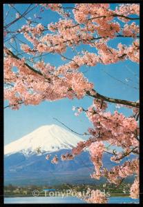 Cherry Blossom at Lake Kawaguchi