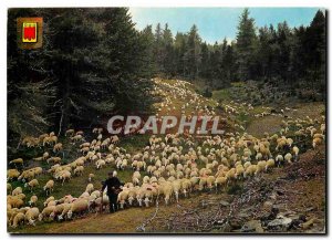 Modern Postcard Back transhumance Sheep