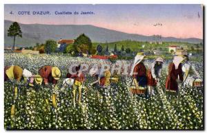 Old Postcard Cote d & # 39Azur jasmine Picking