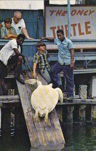 Only Turtle Crawl In The United States Key West Florida