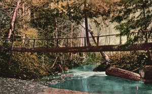 Vintage Postcard Natural Bridge River Log Santa Cruz Mountains California CA