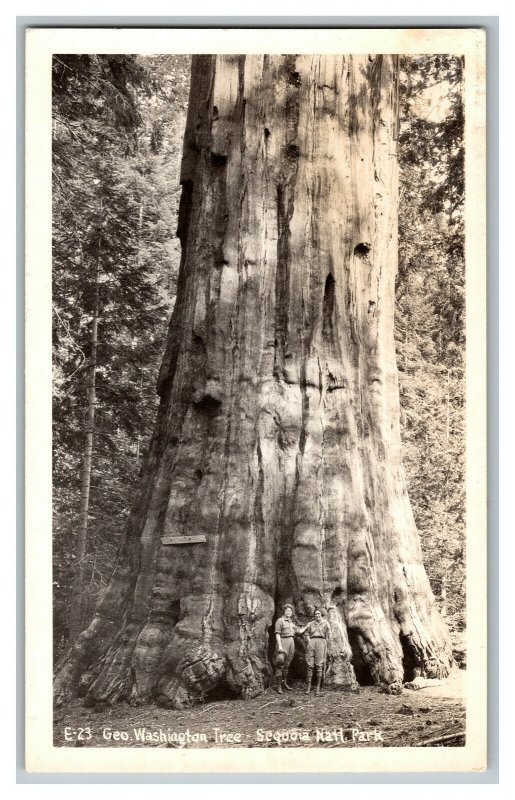 Postcard CA Geo. Washington Tree Sequoia Nat'l Park Vintage Standard View RPPC 