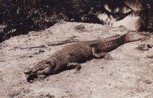 My Cat Killed A Snake Alligator Old Real Photo Postcard