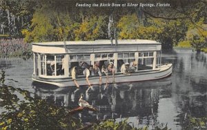 Feeding the Black Bass Silver Springs, Florida