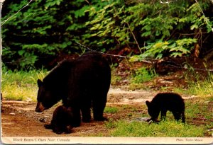 Canada Canadian Black Bears