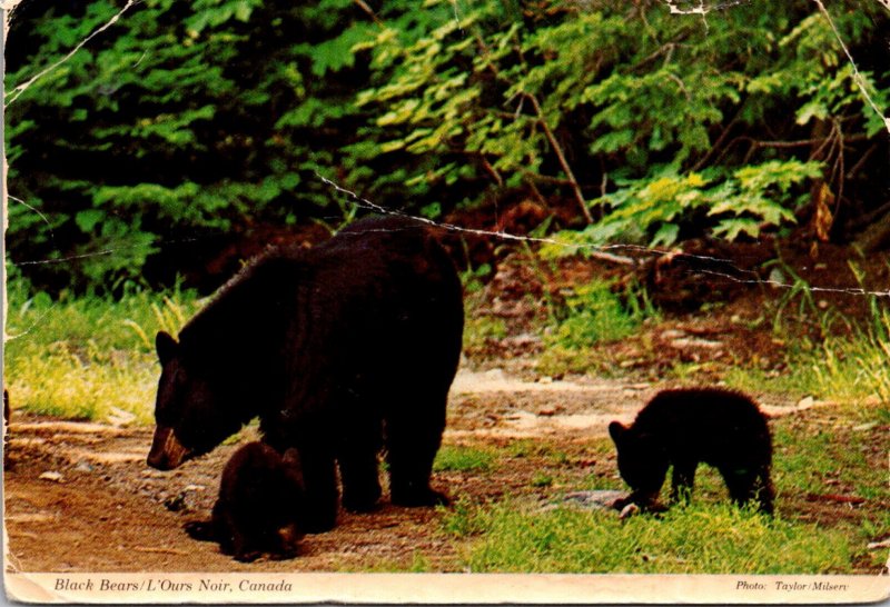 Canada Canadian Black Bears