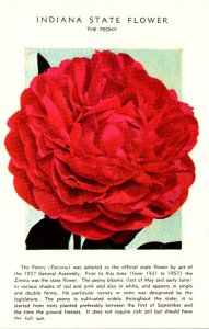 Indiana State Flower The Peony