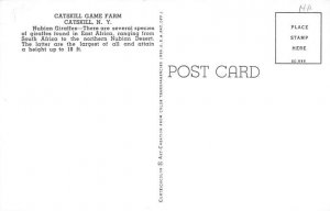 Nubian Giraffes Giraffe Unused 