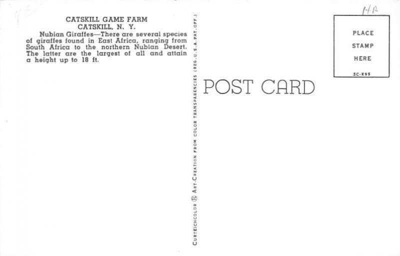 Nubian Giraffes Giraffe Unused 