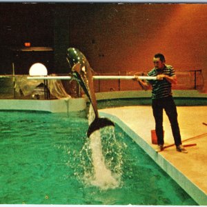c1960s Mystic, CT Atlantic Bottlenose Dolphin Trick Aquarium Training PC A314