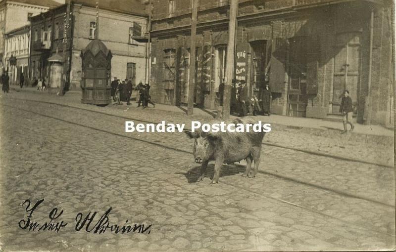 ukraine russia, ZHYTOMYR SCHYTOMYR SCHITOMIR, Street Scene, Pig (1918) RPPC