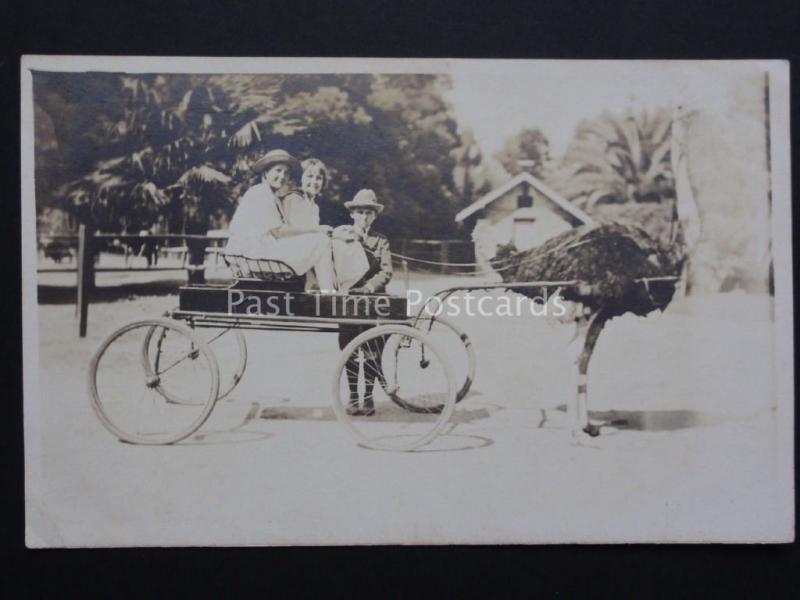 Ostrich Drawn Carriage / Cart - showing three chidren - Old RP Postcard