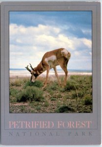 Postcard - Pronghorn Antelope, Petrified Forest National Park - Arizona