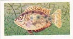 Mitchum Foods Vintage Trade Card Aquarium Fish 1957 2nd Series No 40 Orange C...