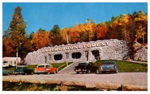 Michigan  Underground Forest