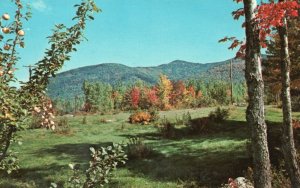 Vintage Postcard The Fall Season is Apple Picking Time Pub. Dexter Pres