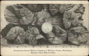 Whitman County WA Strawberries Without Irrigation Measured c1910 Postcard
