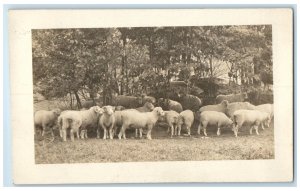 1912 Sheep Scene At Farm Bennington Vermont VT Antique RPPC Photo Postcard