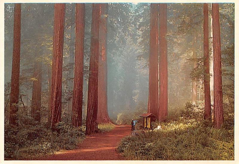 Redwoods - California