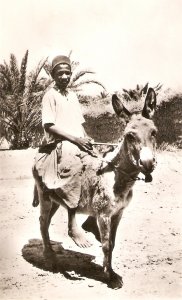 A youn arab on his donkey Nice old vintage French postcard