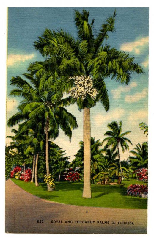 FL - Royal and Cocoanut Palms