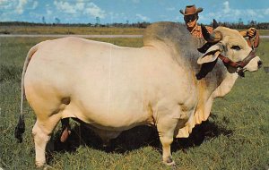 Grand Champion Brahman Bull, Emperor Manso Central Florida, USA Cow Unused po...