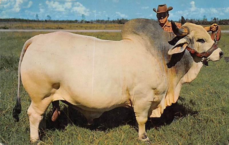 Grand Champion Brahman Bull, Emperor Manso Central Florida, USA Cow Unused po...
