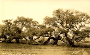 Canada - Nova Scotia, Grand Pre. Old Willows    *RPPC