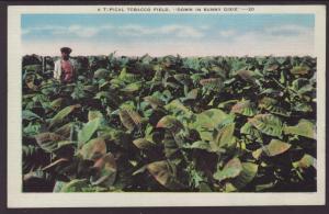 A Typical Tobacco Field in Sunny Dixie Postcard