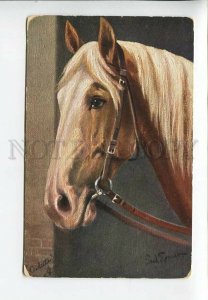 3182588 Head of HORSE Berber-Hengst by THOMAS  Vintage TUCK PC