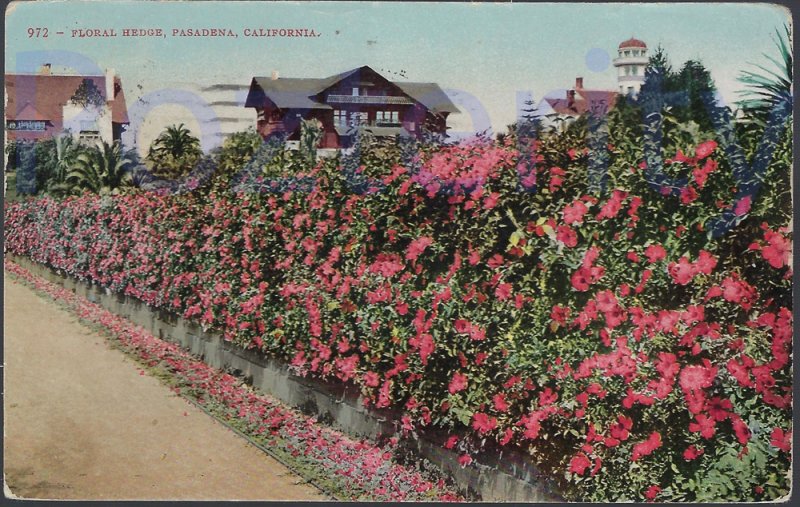 FLORAL HEDGE 1908 PASADENA CALIFORNIA