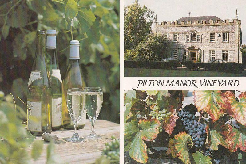 Pilton Manor Vineyard Somerset Wine Making 1980s Postcard