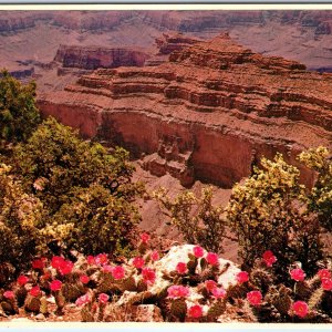 c1970s Grand Canyon Park, AZ Prickly Pear Cactus Spring North Rim 4x6 PC M13